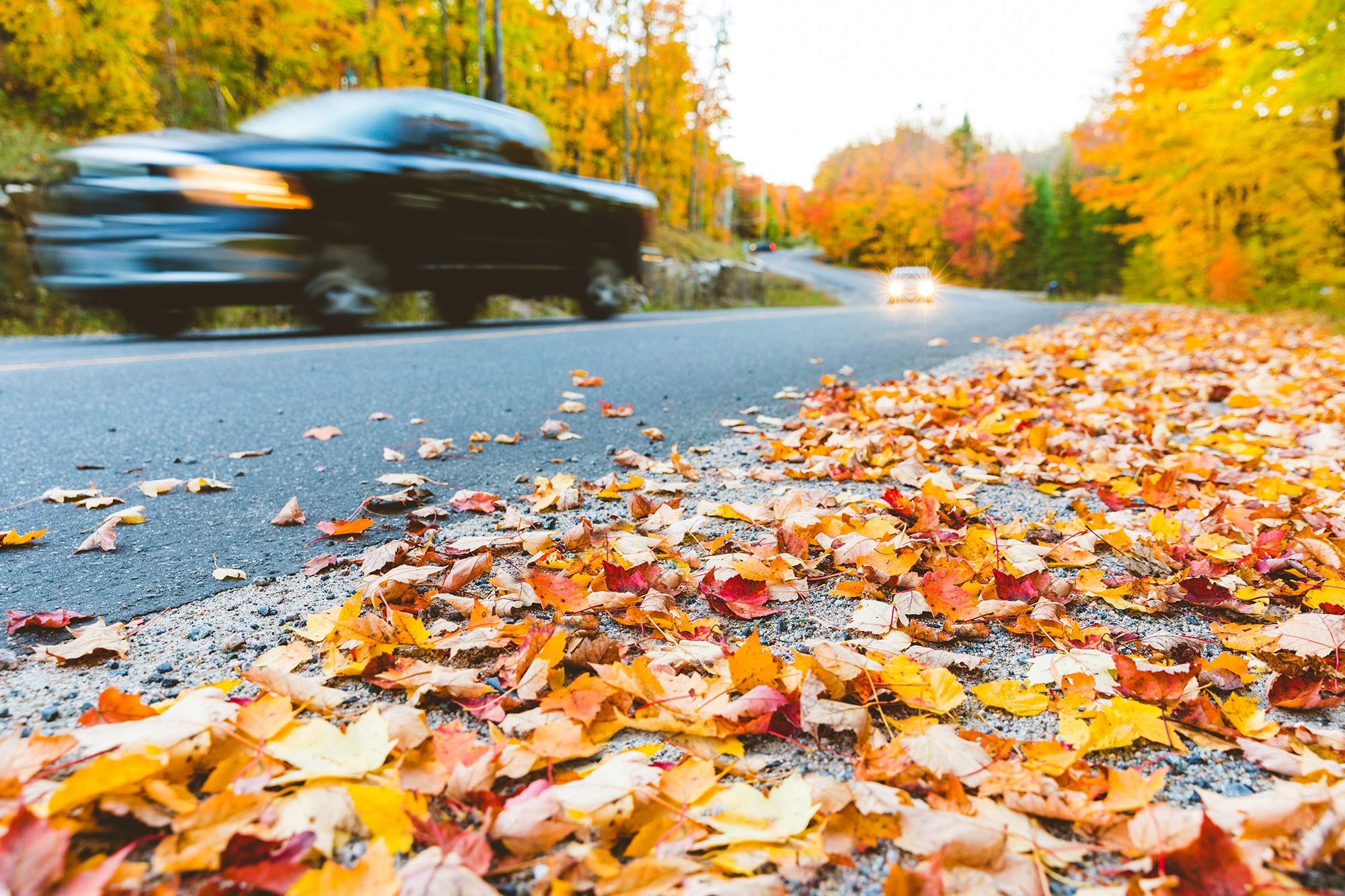 A road covered in leaves.