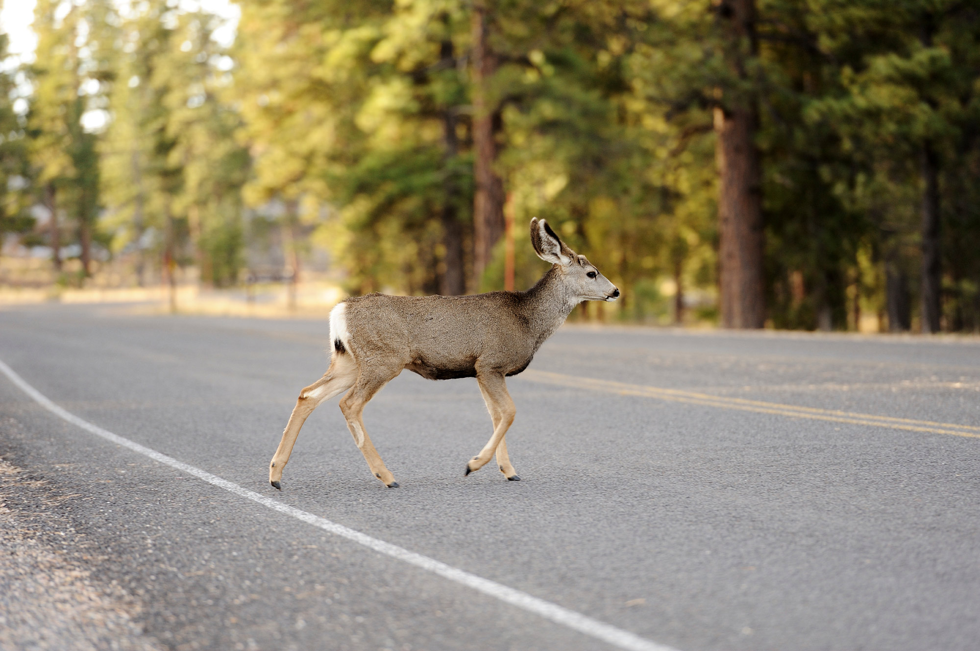 Young white-tailed deer crossing highway in wooded area.