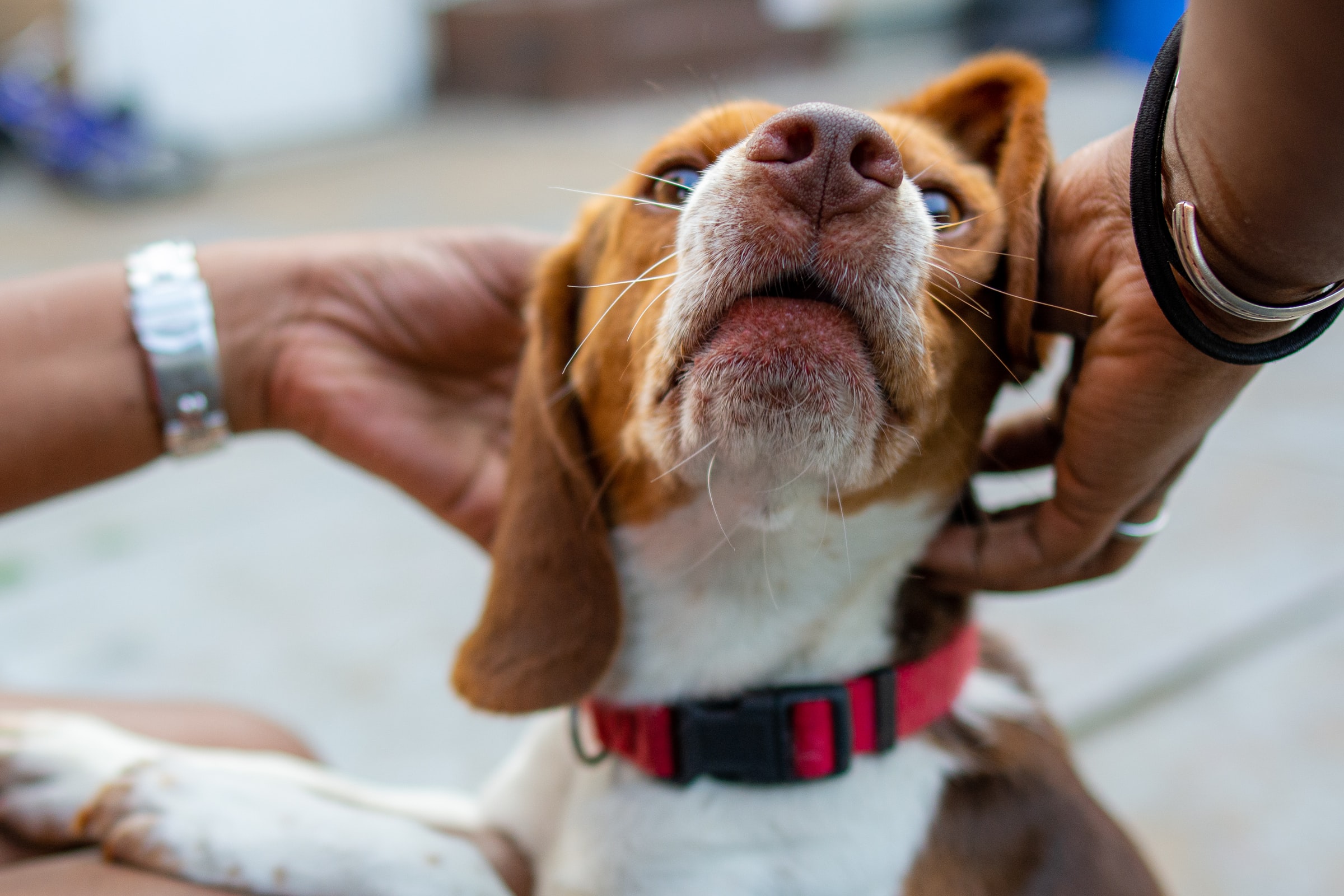 Animal related image