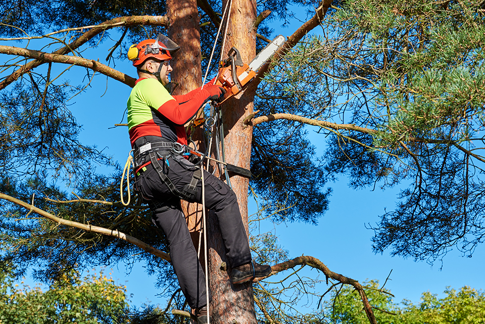Tree trimmer image